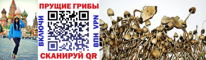 Купить где  Вязники  Псилоцибиновые грибы ЛСД 